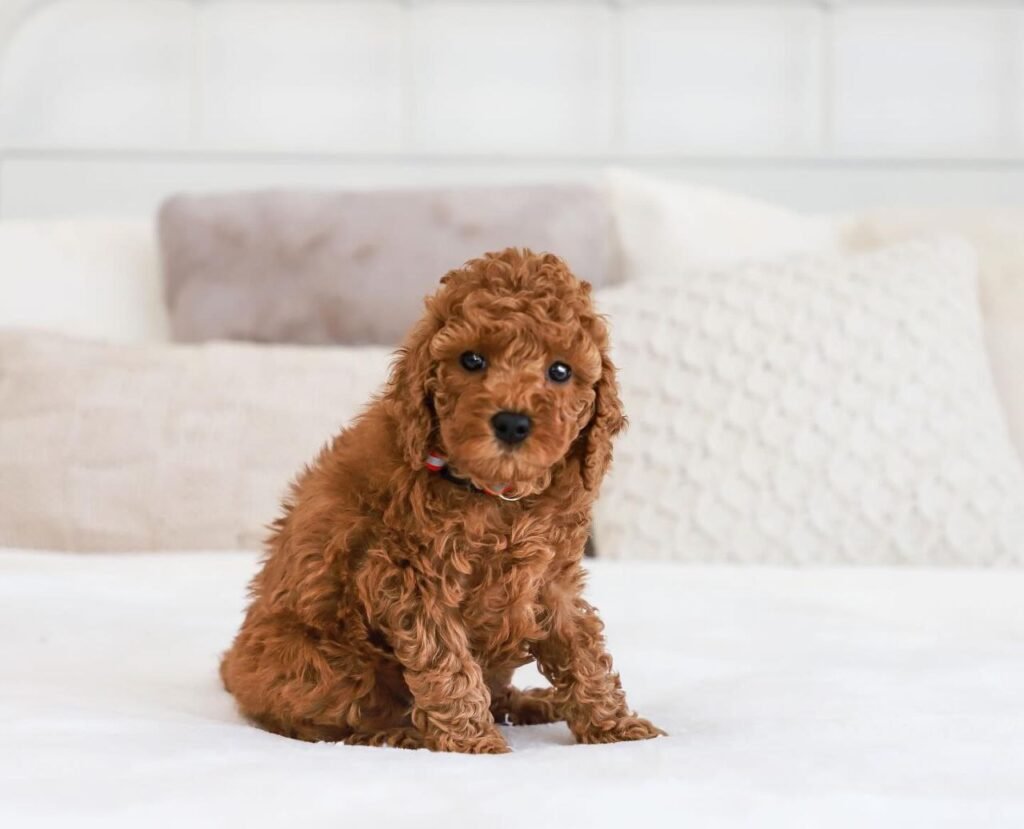 cavapoo breeder san diego