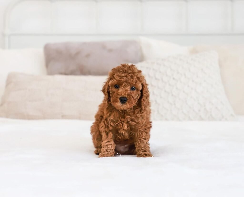 cavapoo breeder arizona