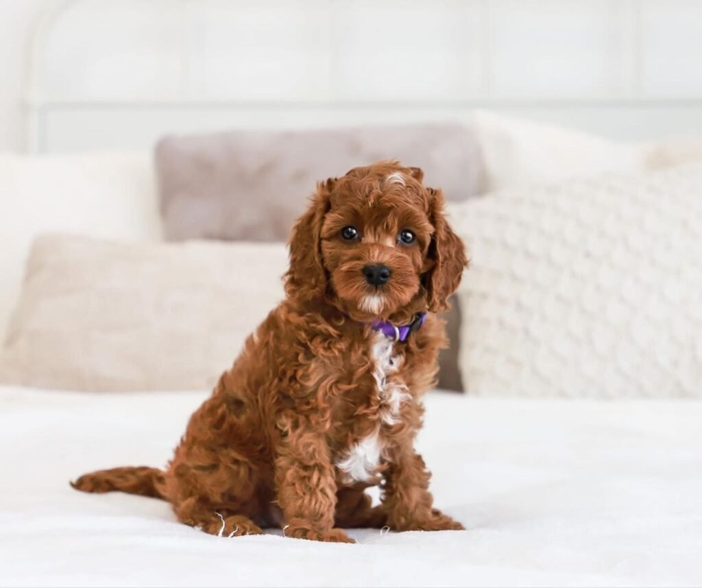 cavapoo puppies for sale houston