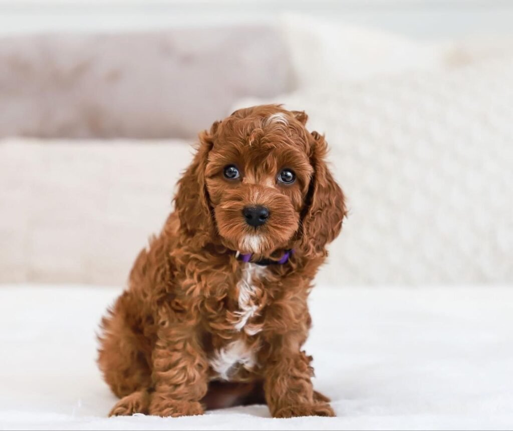 cavapoo puppies for sale houston tx