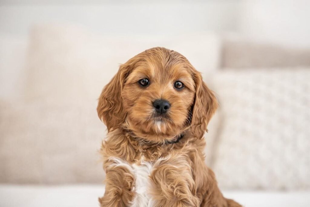 cavapoo 2025 calendar