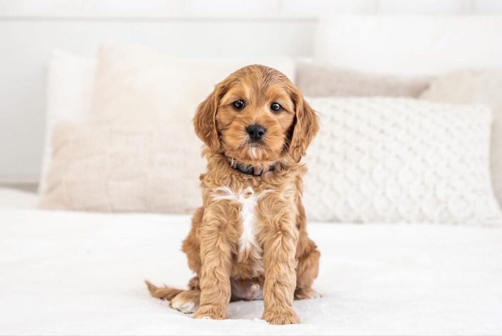 cavapoo florida breeders