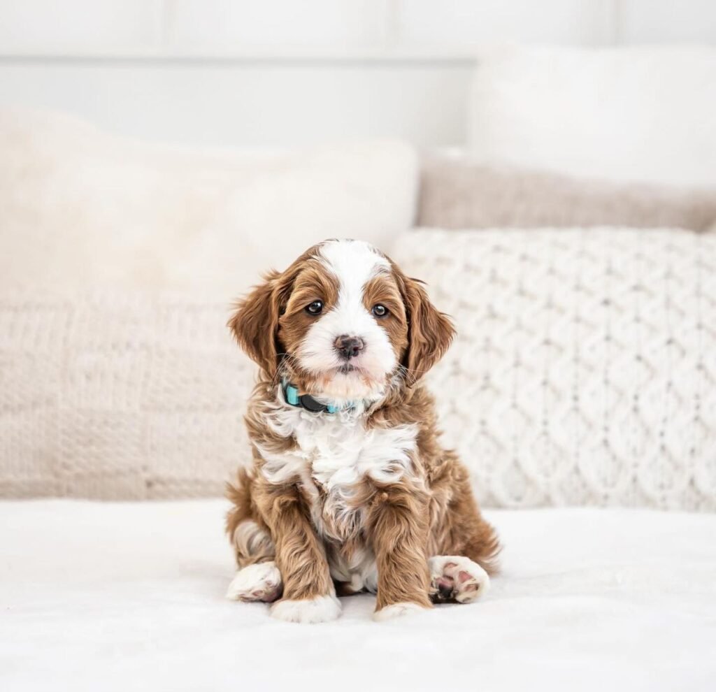 cavapoo florida breeder