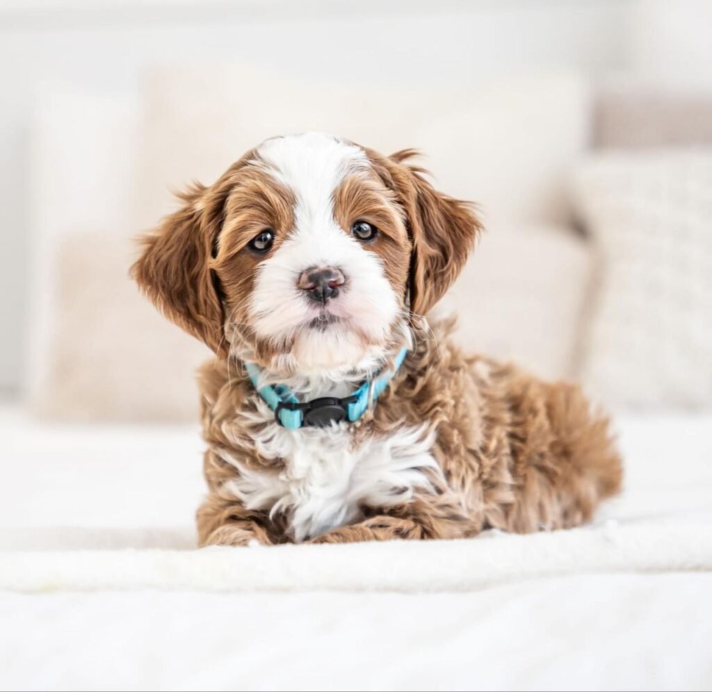 cavapoo florida