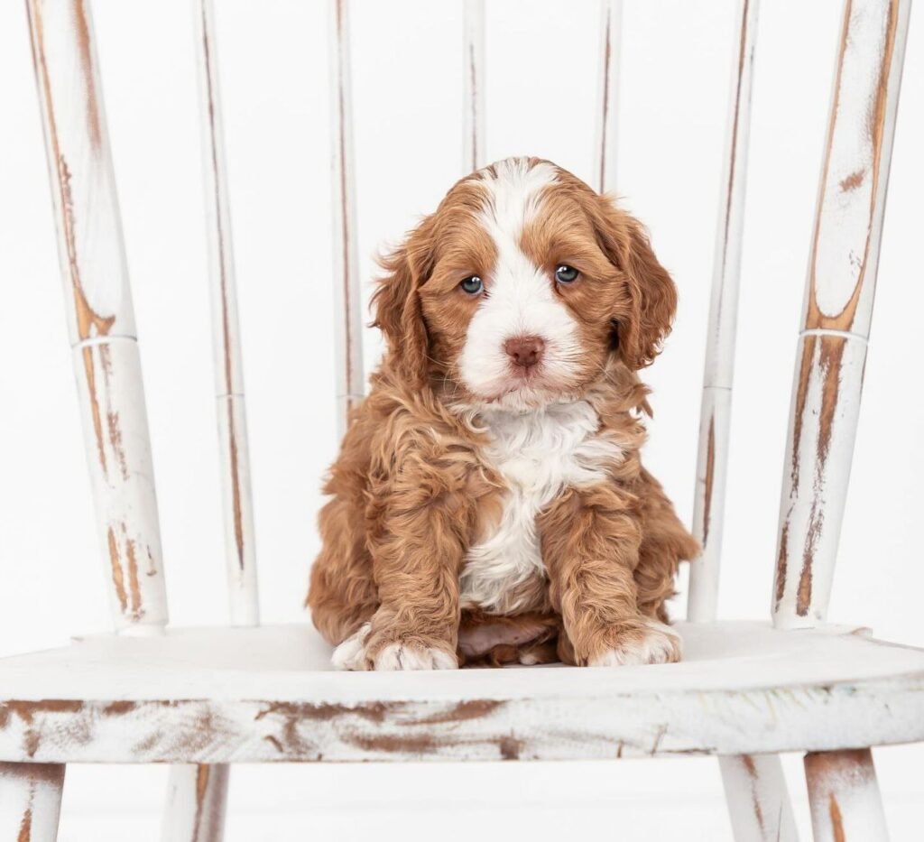 toy cavapoo breeders uk