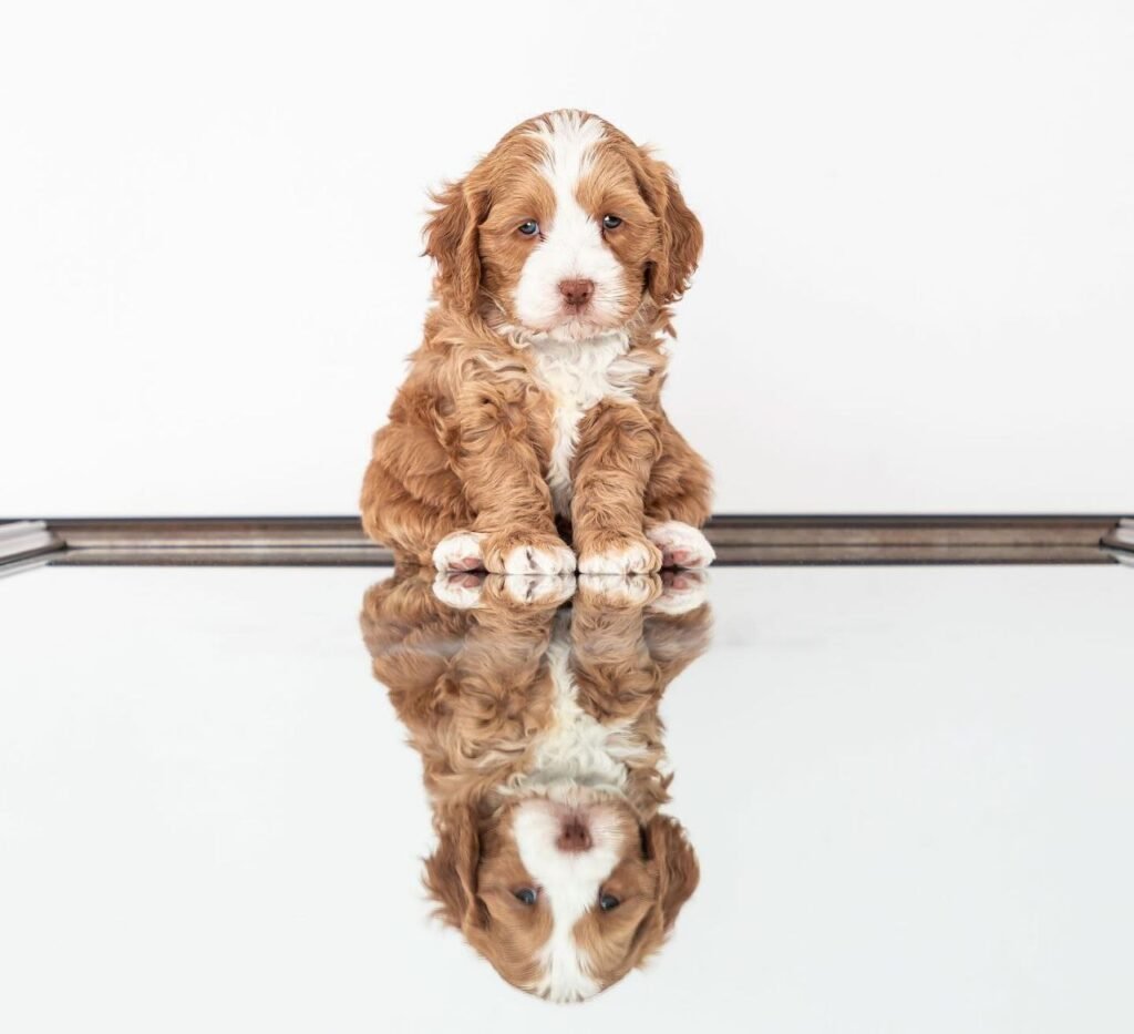 toy cavapoo breeders near me