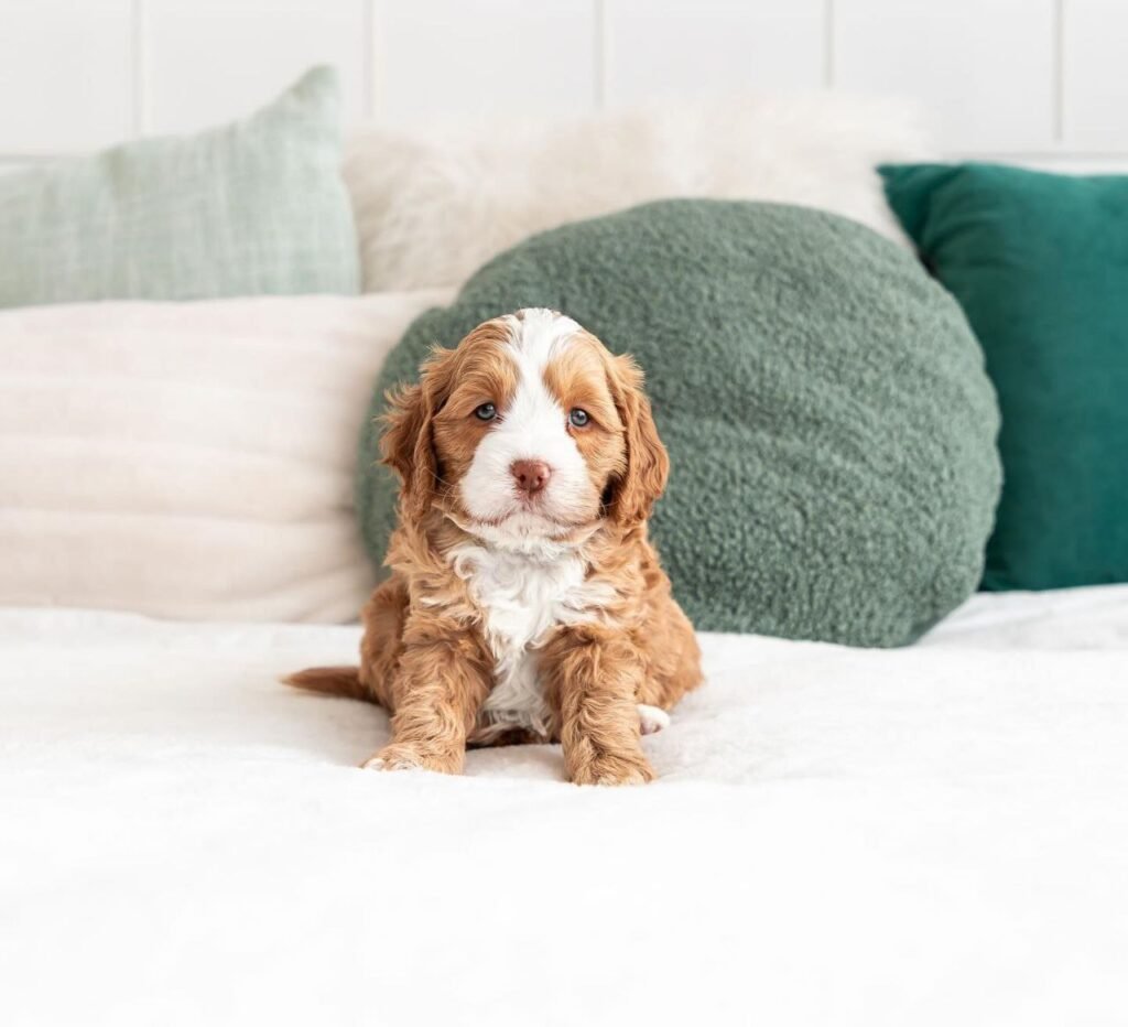 Toy Cavapoo breeders