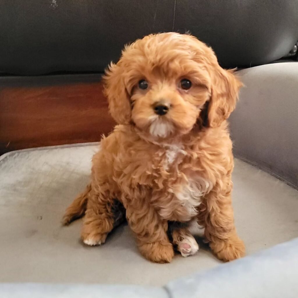 cavapoo texas for sale