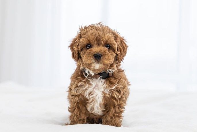 mini cavapoo texas