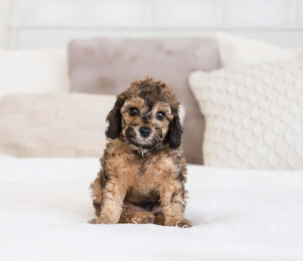 cavapoo new york