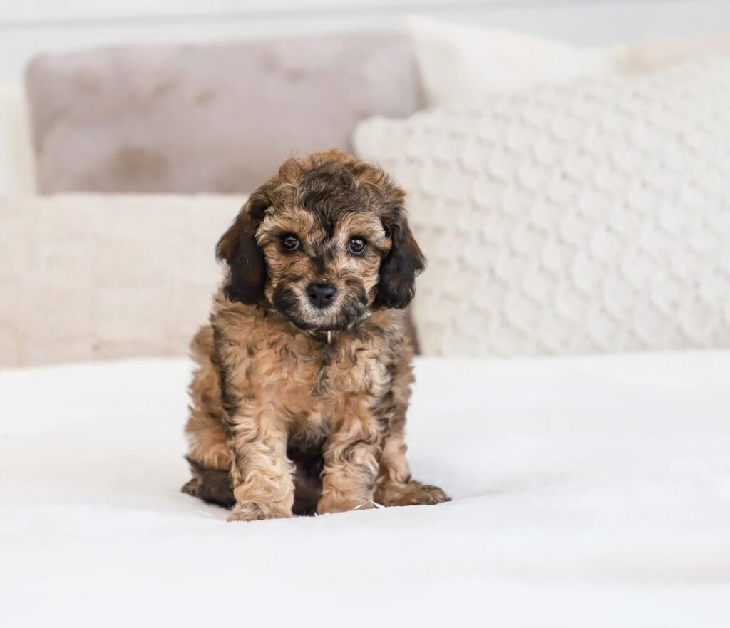 cavapoo texas breeder