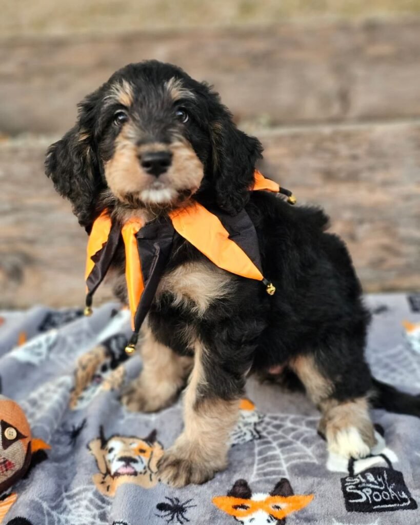 standard bernedoodle size comparison