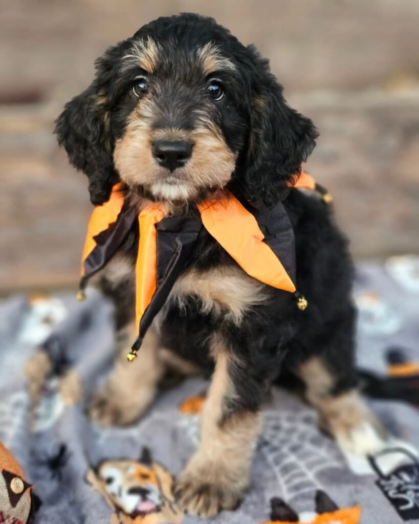 standard bernedoodle size chart