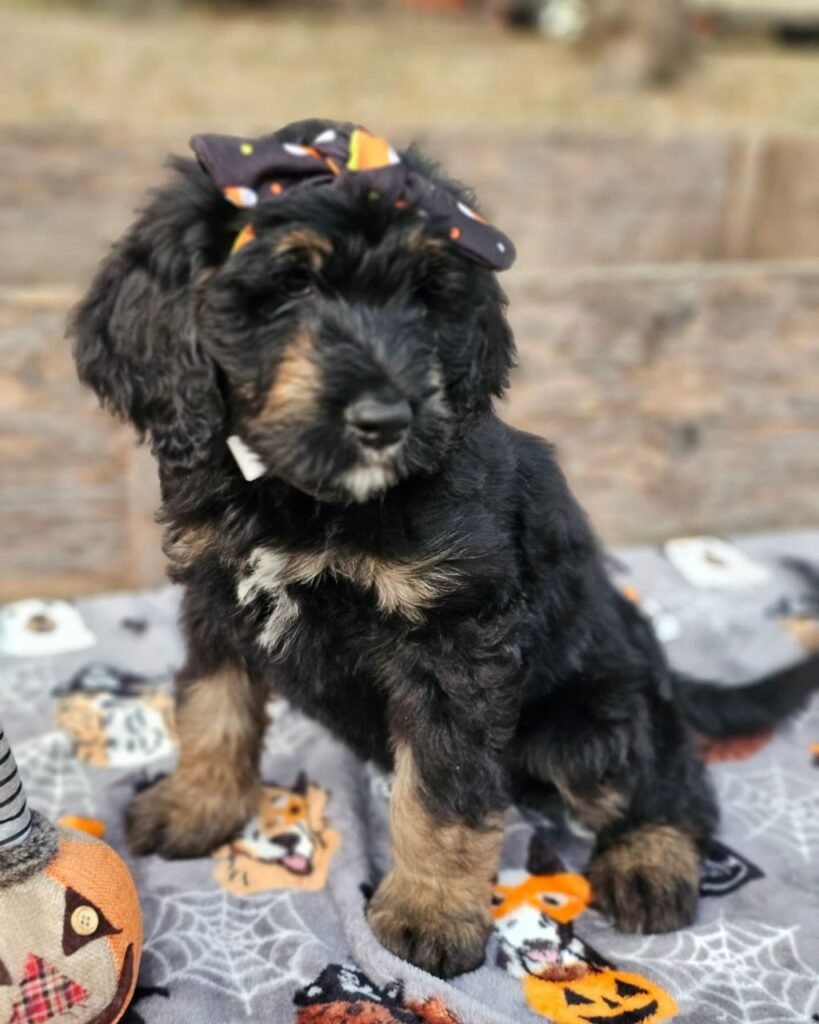 Standard bernedoodle size at 15 weeks