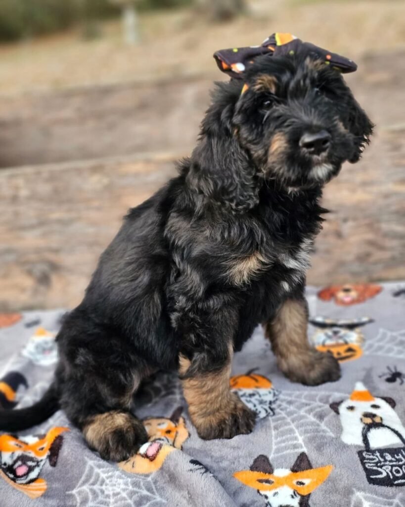 full grown standard bernedoodle size