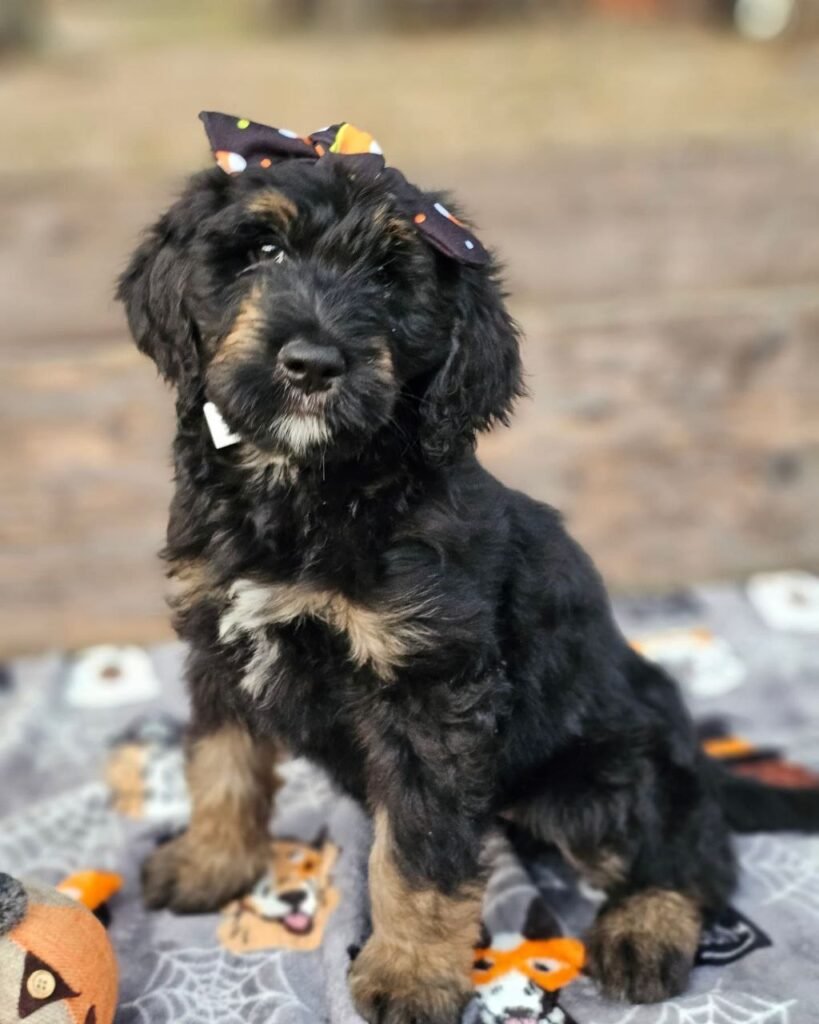 standard bernedoodle size