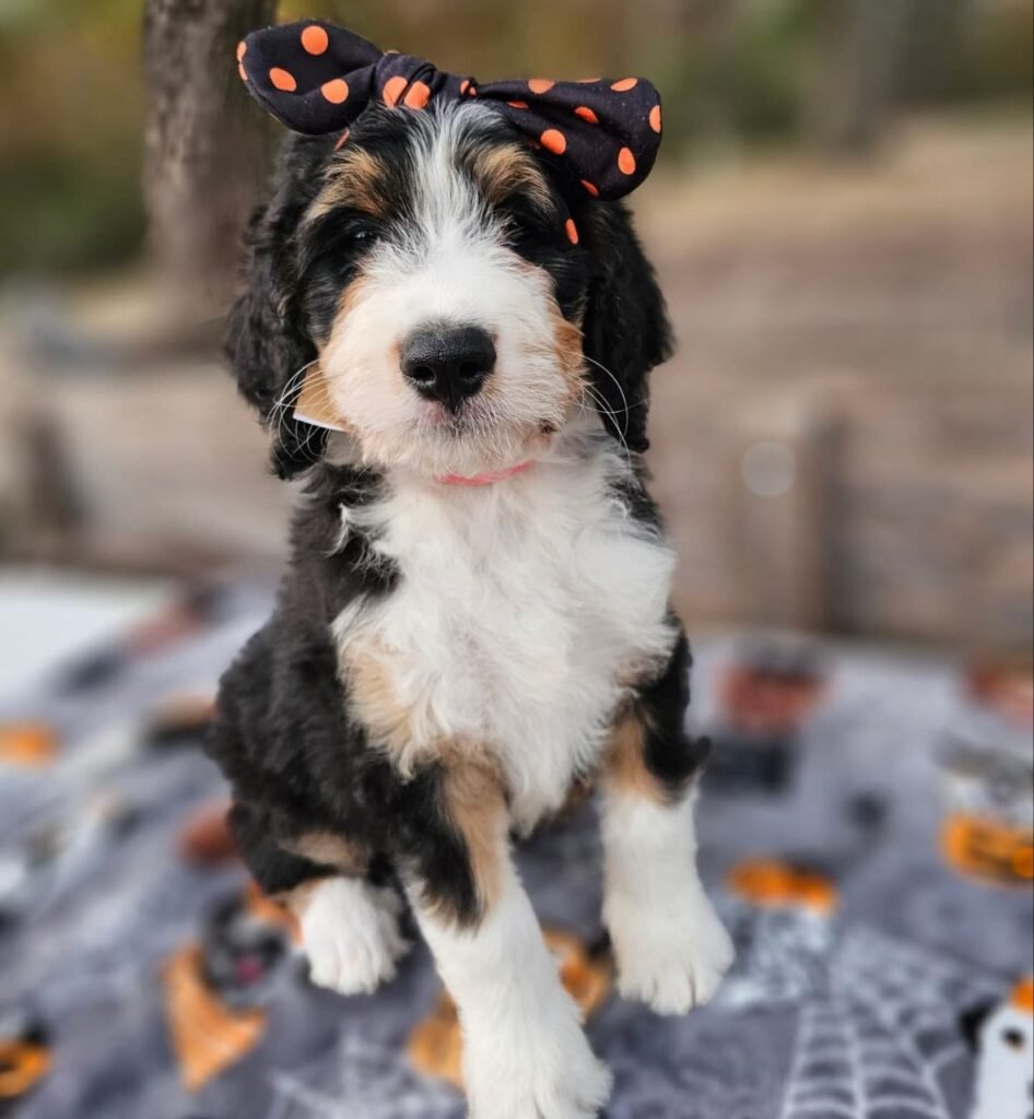 f1b standard bernedoodle size