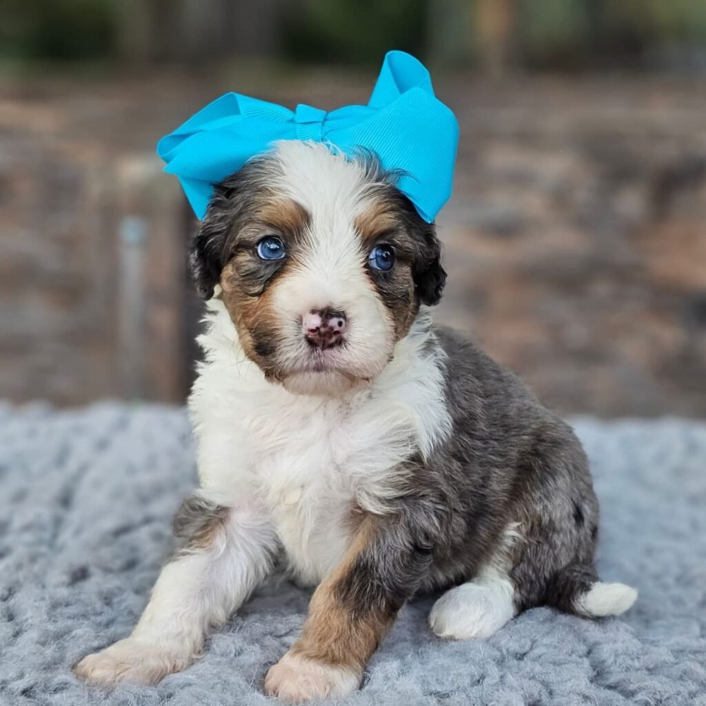 mini f1 bernedoodle