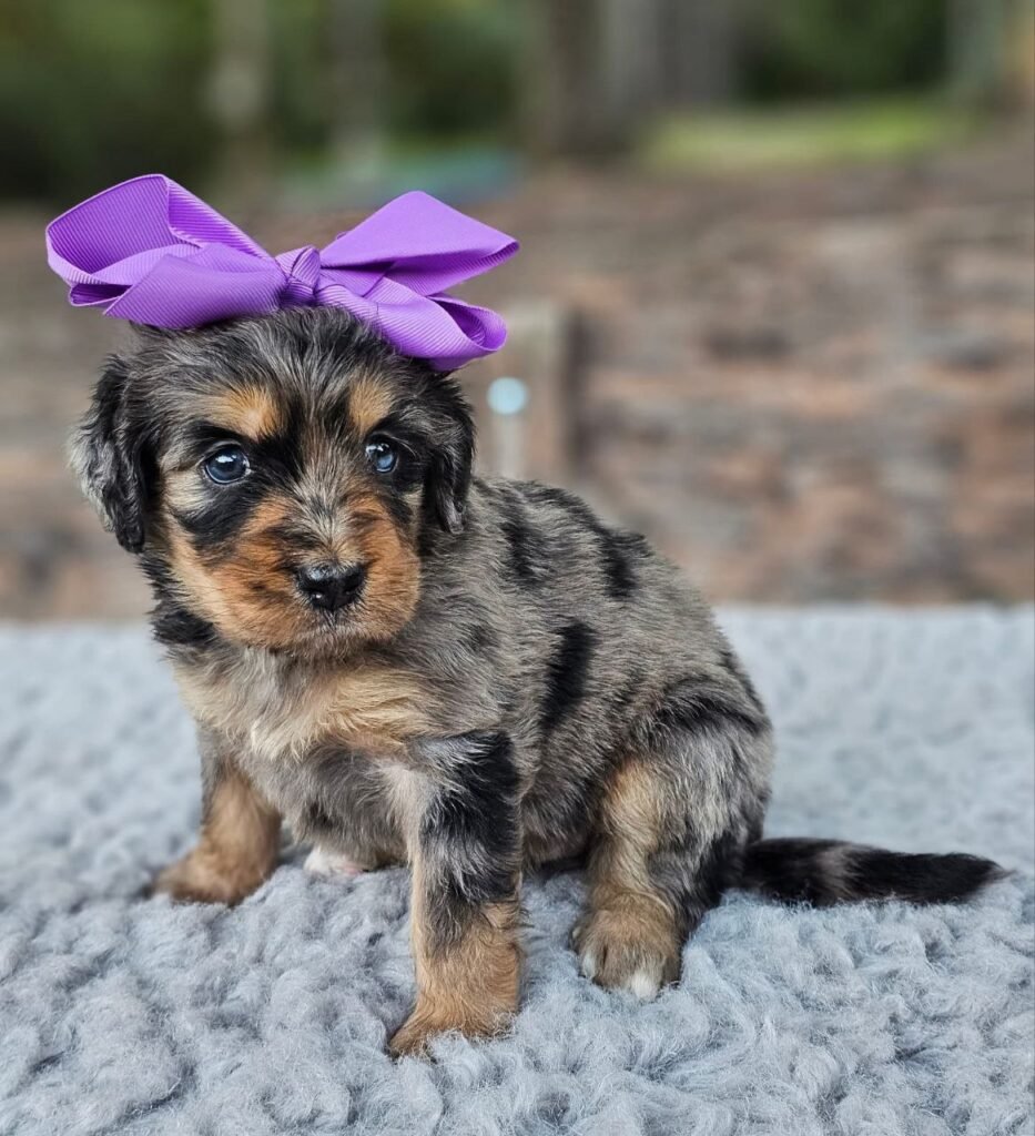 mini bernedoodle puppies for sale ohio