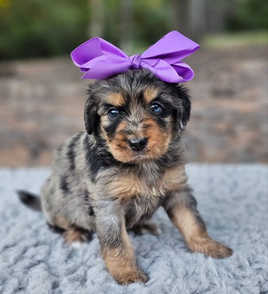 mini bernedoodle puppies michigan