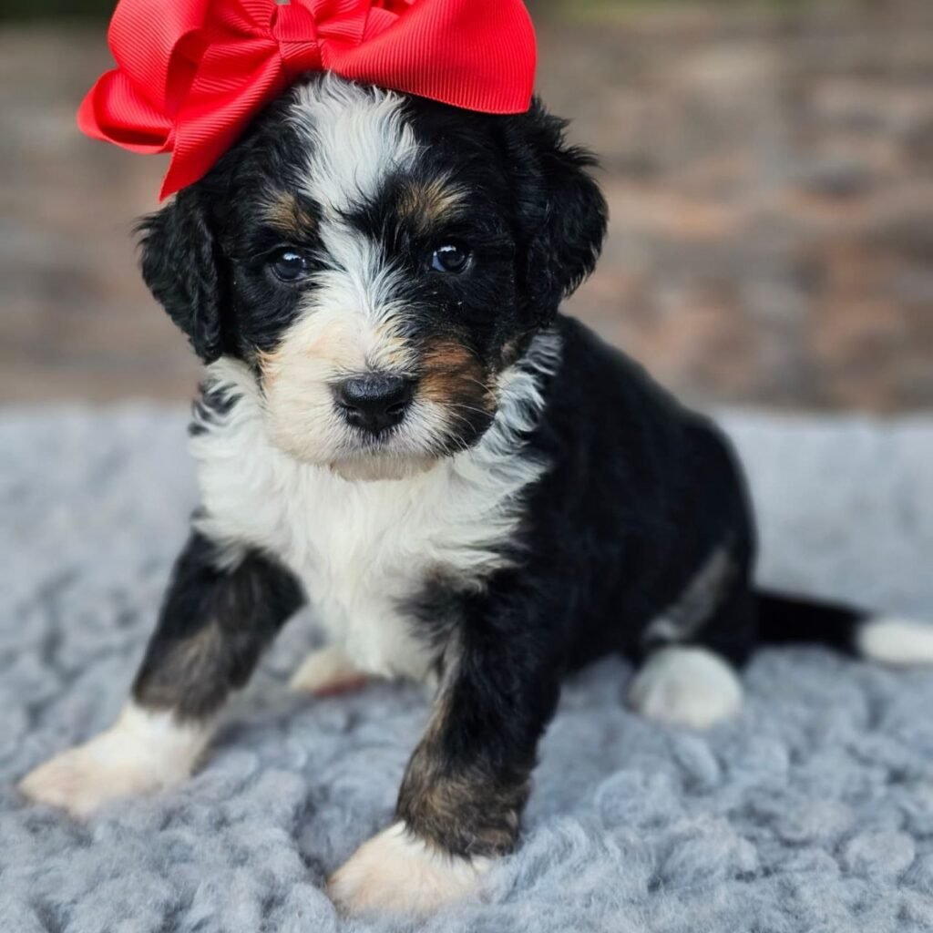 full grown mini bernedoodle puppies