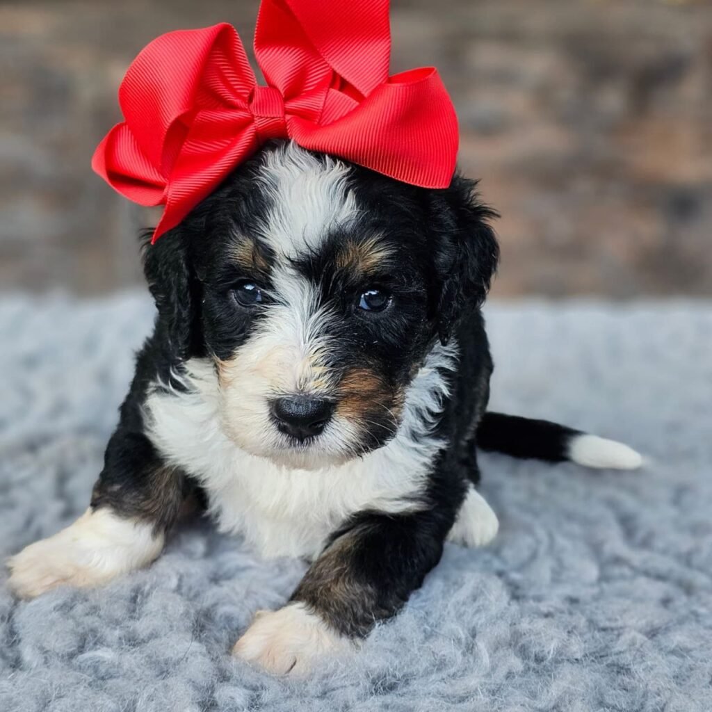 bernedoodle breeders