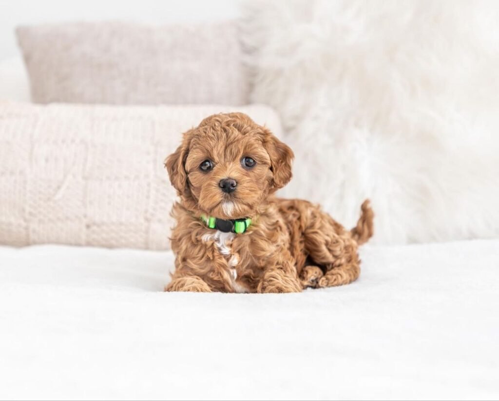 Cavapoo puppies available now