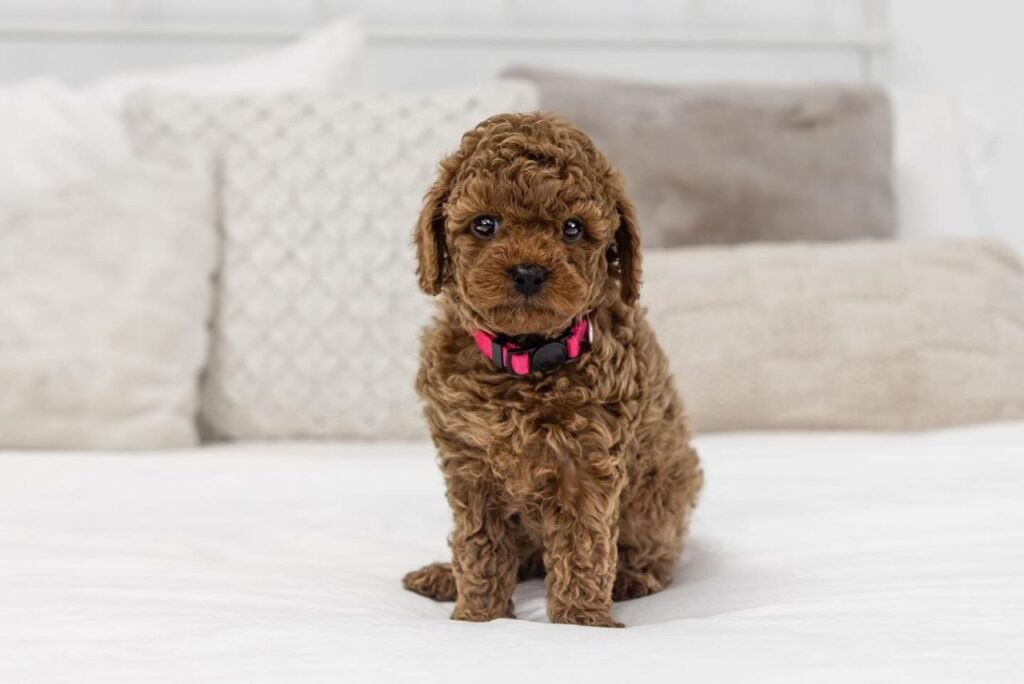 small cavapoo puppies