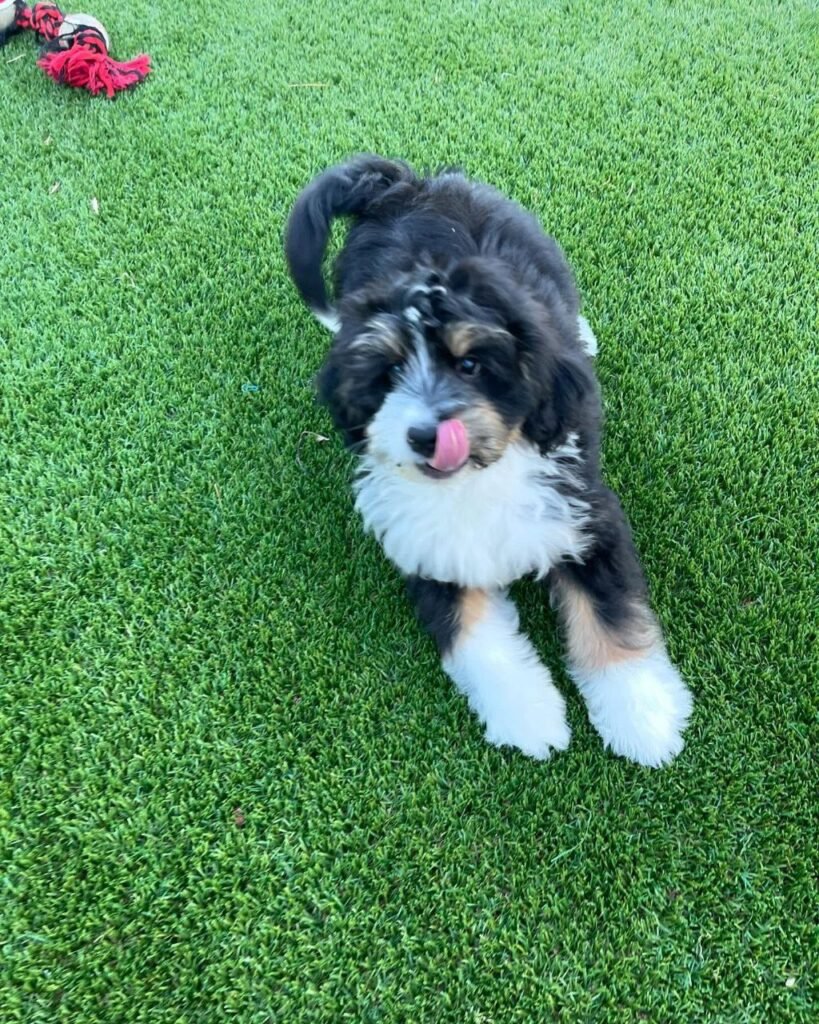 f1b bernedoodle puppies available in kentucky