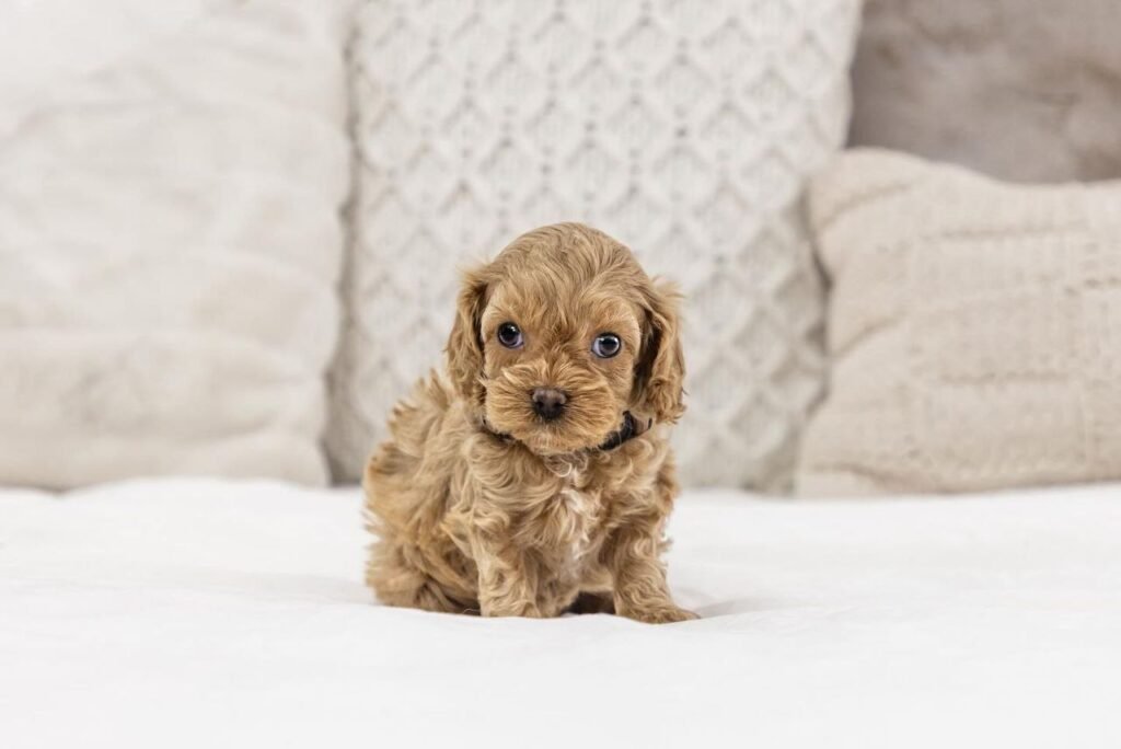 cavapoo puppies for sale san antonio