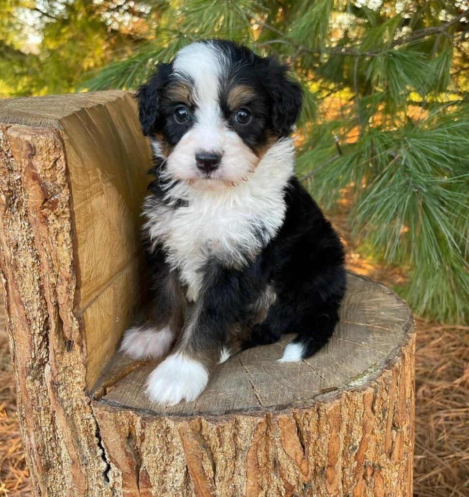f1b bernedoodle puppies for sale ohio