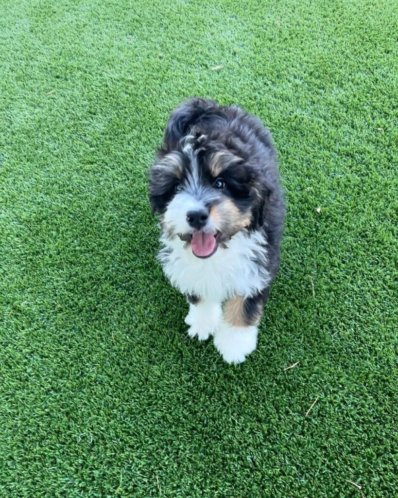 hypoallergenic bernedoodle