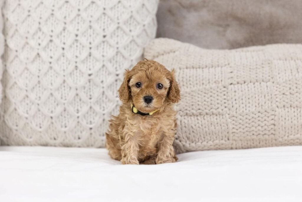 ruby red cavapoo puppies for sale