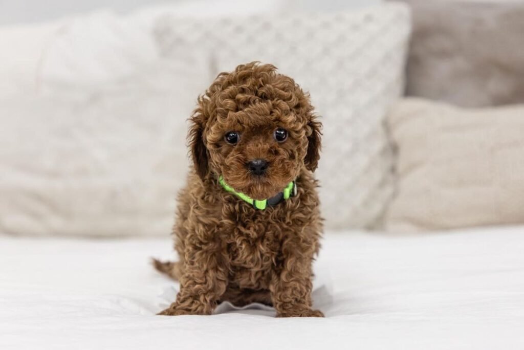 Red Cavapoo puppies for sale