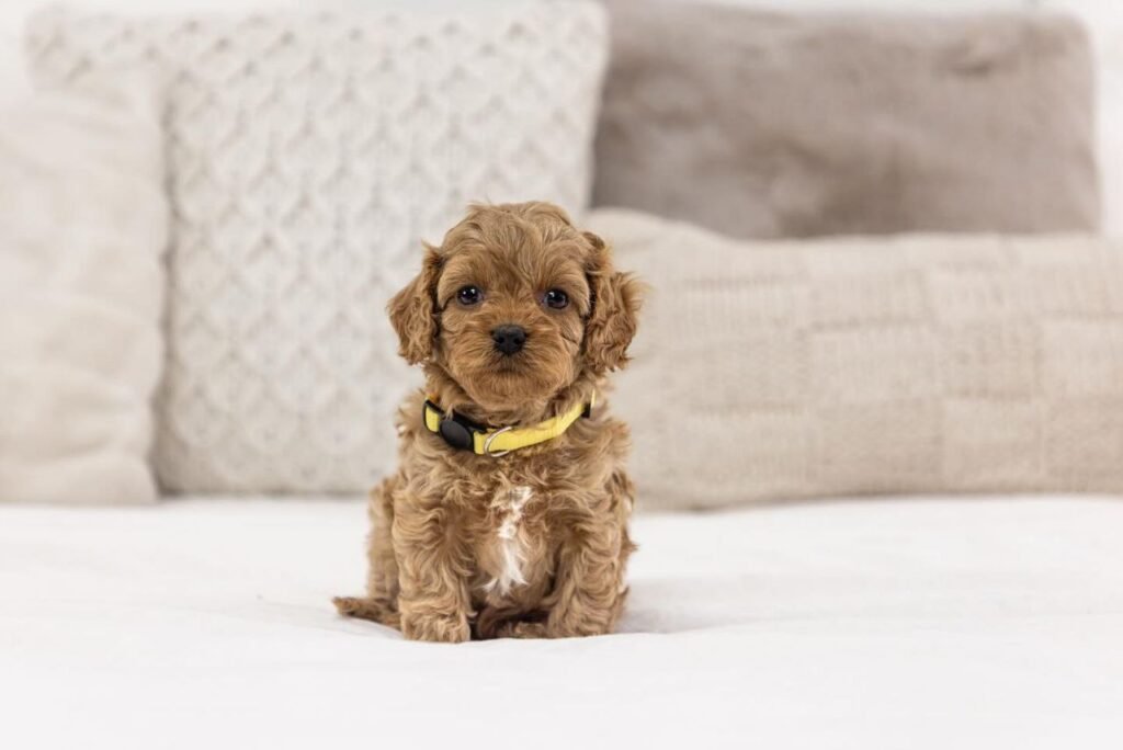 red cavapoo puppies for sale near me